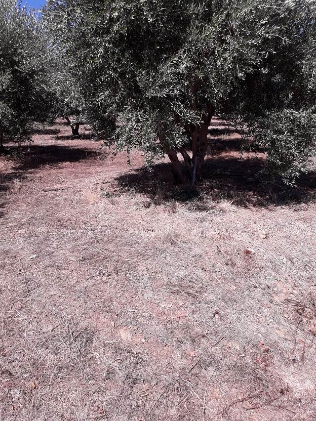 (For Sale) Land Agricultural Land  || Rethymno/Geropotamos - 5.000 Sq.m, 50.000€ 